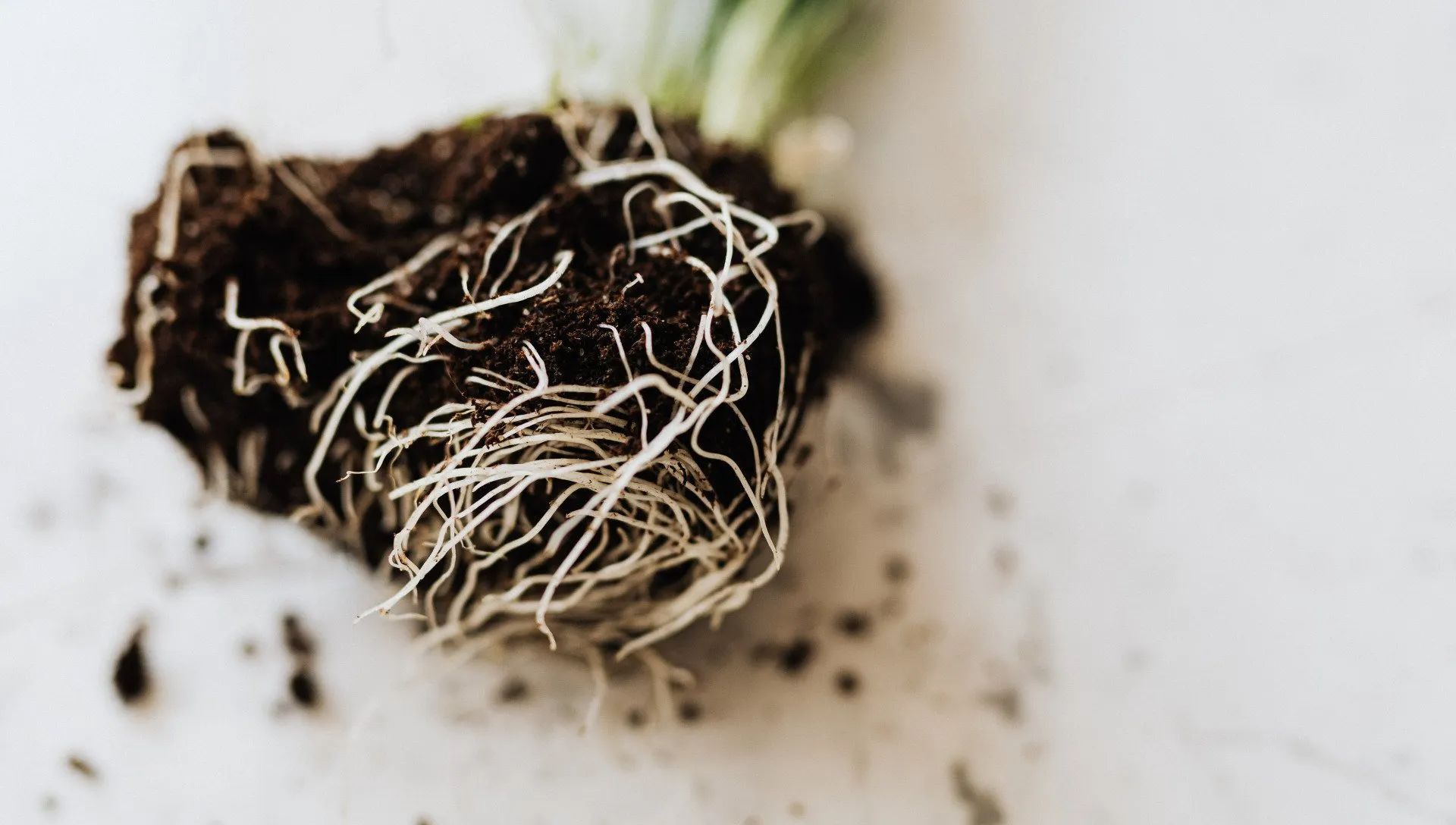 White plant roots tangled in dark soil on a white surface.