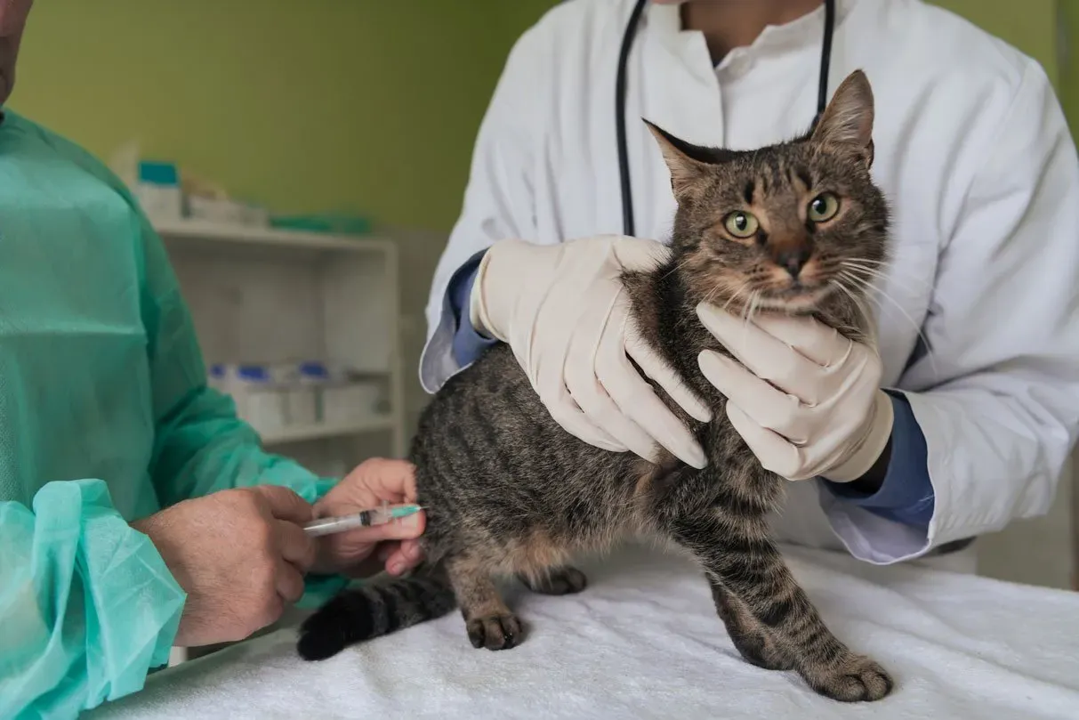 veterinary team for treating sick cats