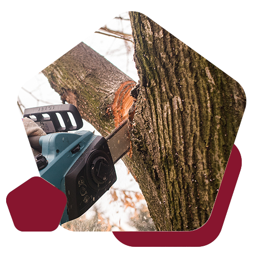 A person uses a teal cordless chainsaw to cut into the thick, textured trunk of a tree.