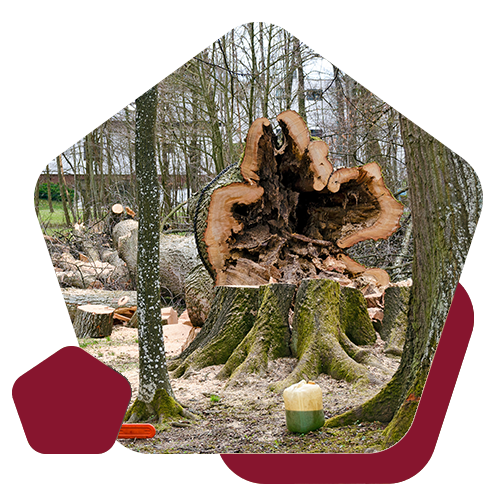 A large, hollowed tree stump sits in a wooded area, surrounded by wood debris and a plastic bottle in the foreground.