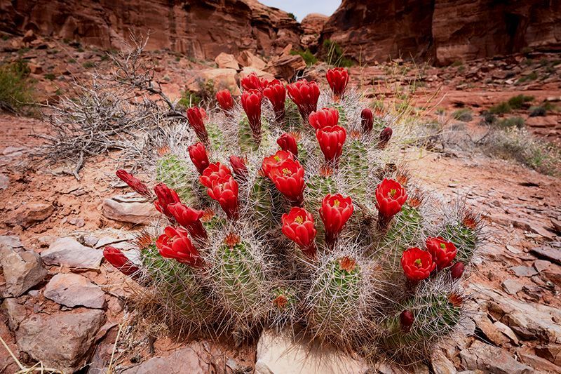 Deseret flower in cactus, St. George UT