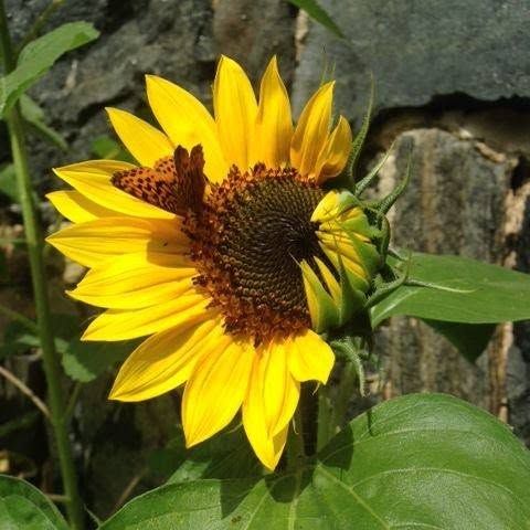 Sunflower and butterfly at The Farmhouse
