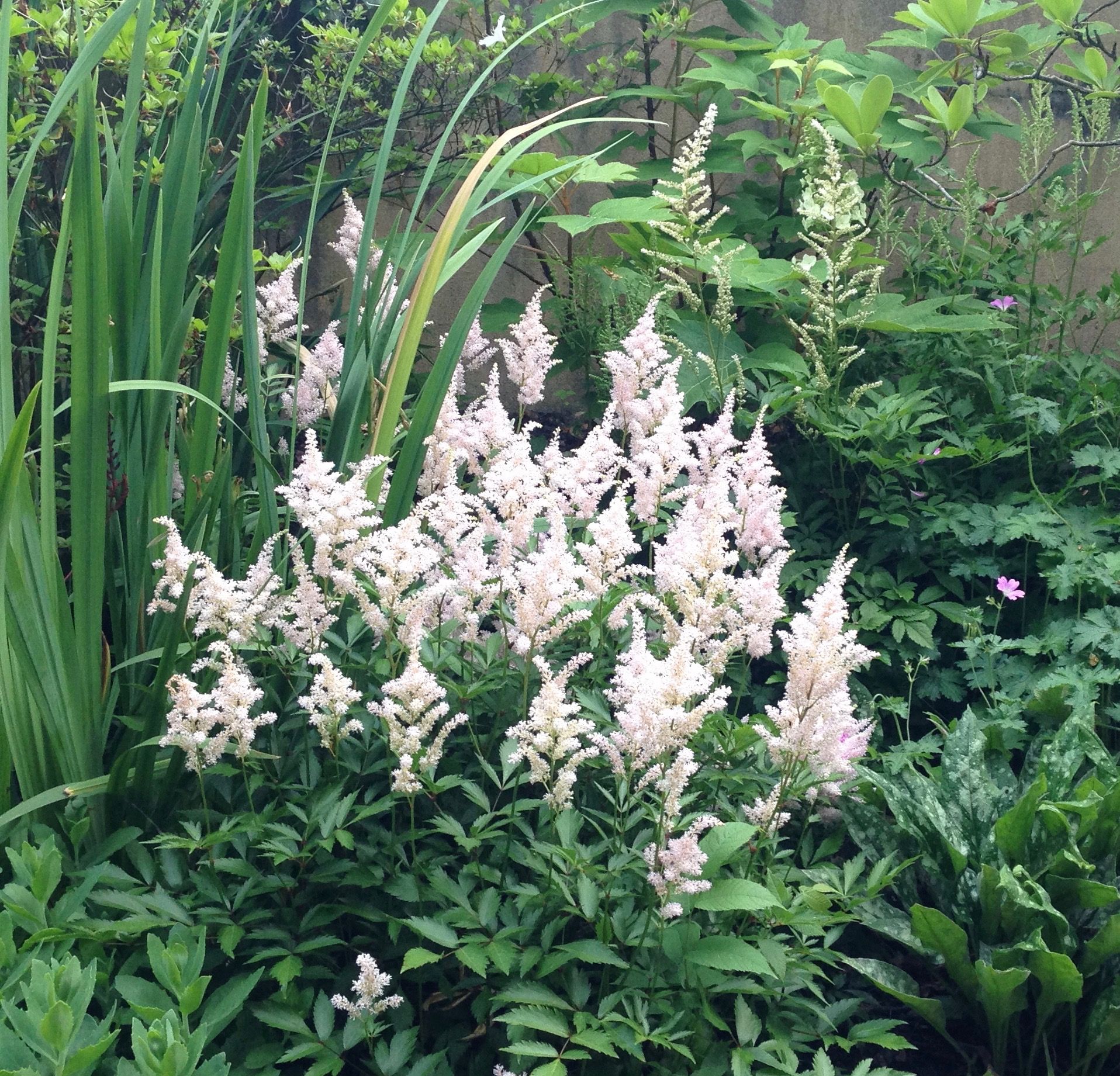 Astilbe in the Paulette Douglas Peace Gardens