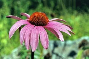 Echinacea in bloom at The Farmhouse