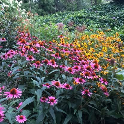 Garden echinacea in bloom