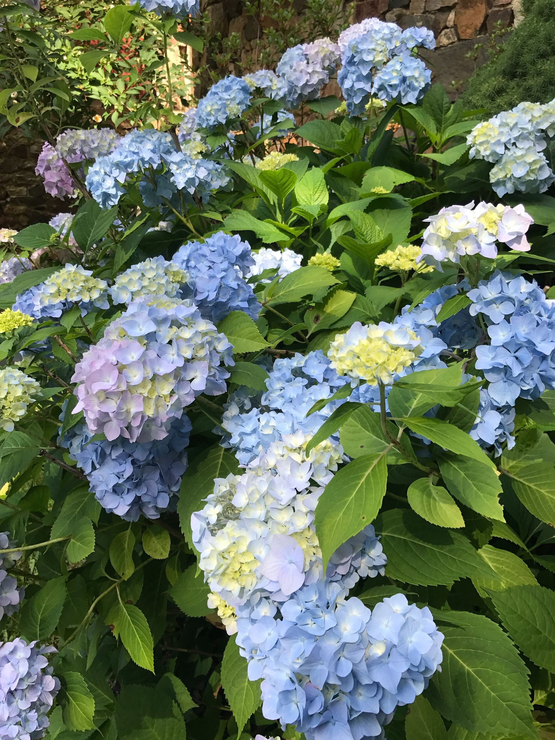 Hydrangea in the Paulette Douglas Peace Gardens