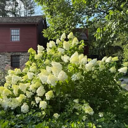 Hydrangea limelight in front of the house