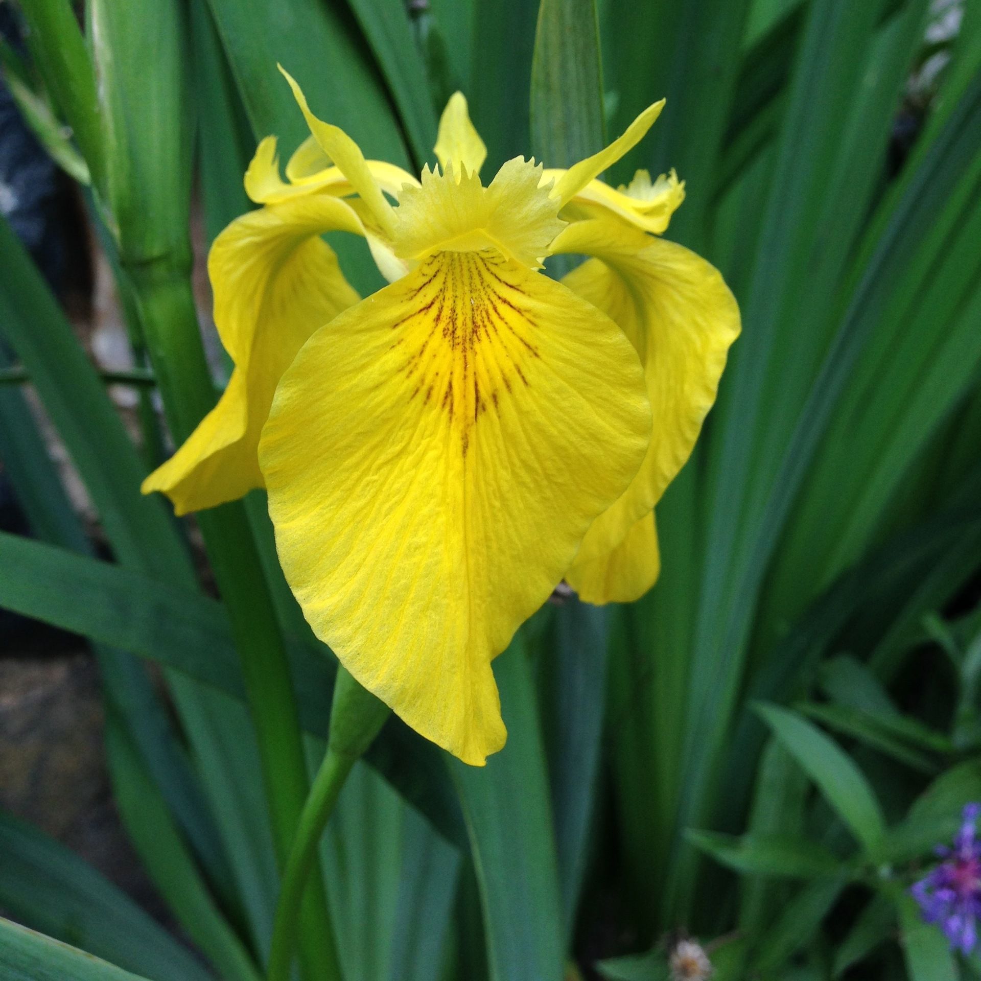 Iris in the Paulette Douglas Peace Gardens