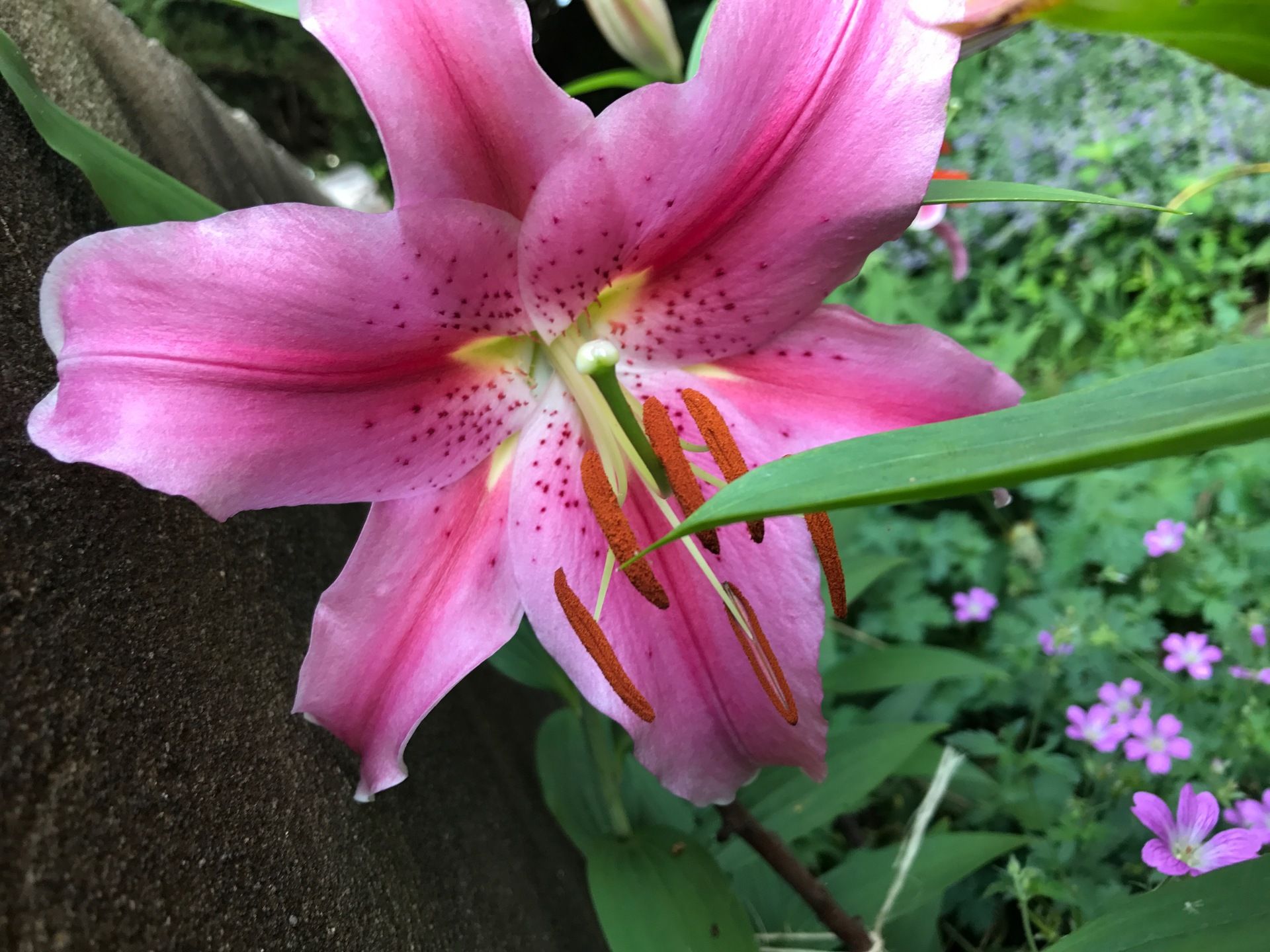 Lily in the Paulette Douglas Peace Gardens