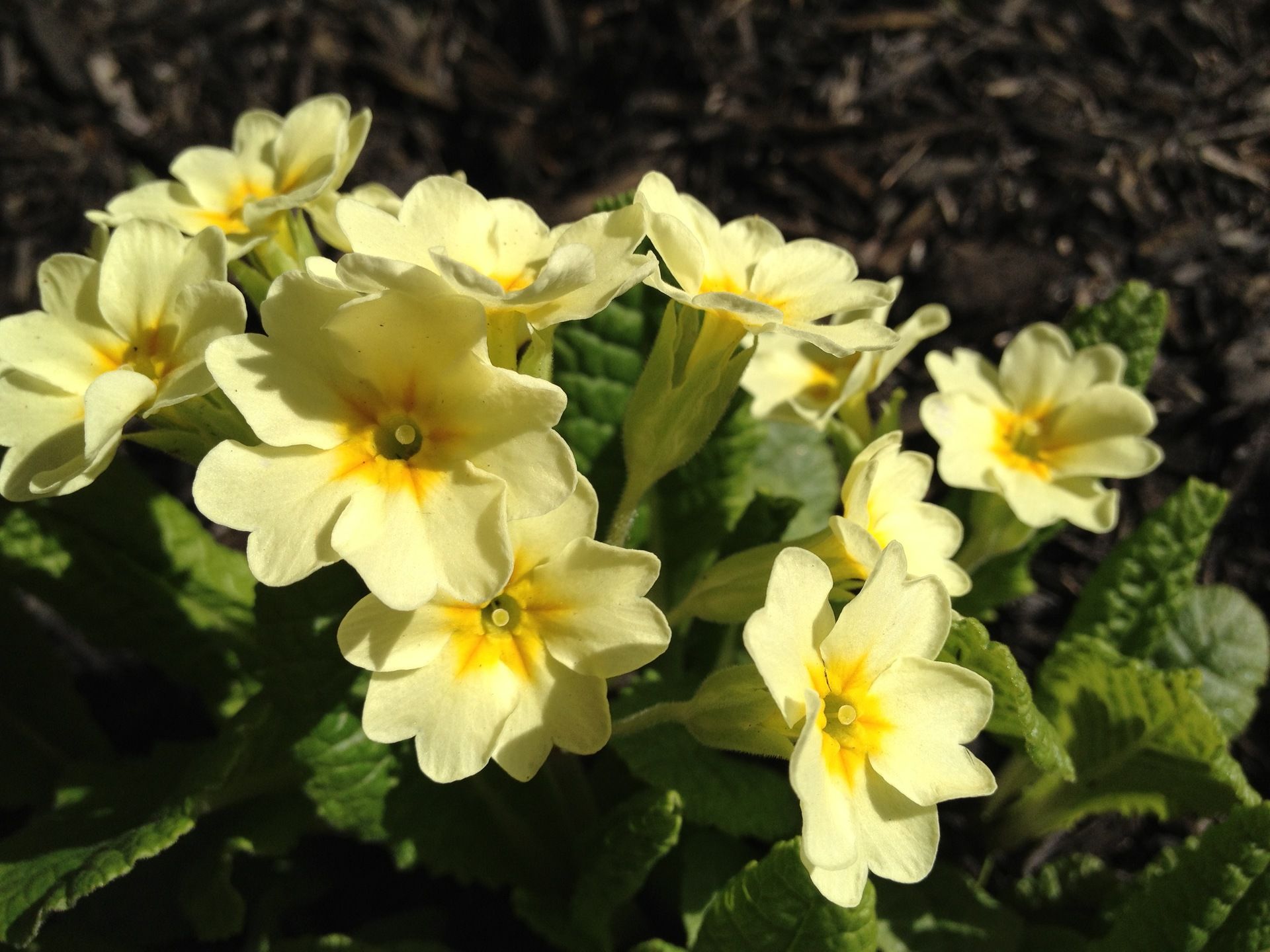 Primulas in the Paulette Douglas Peace Gardens