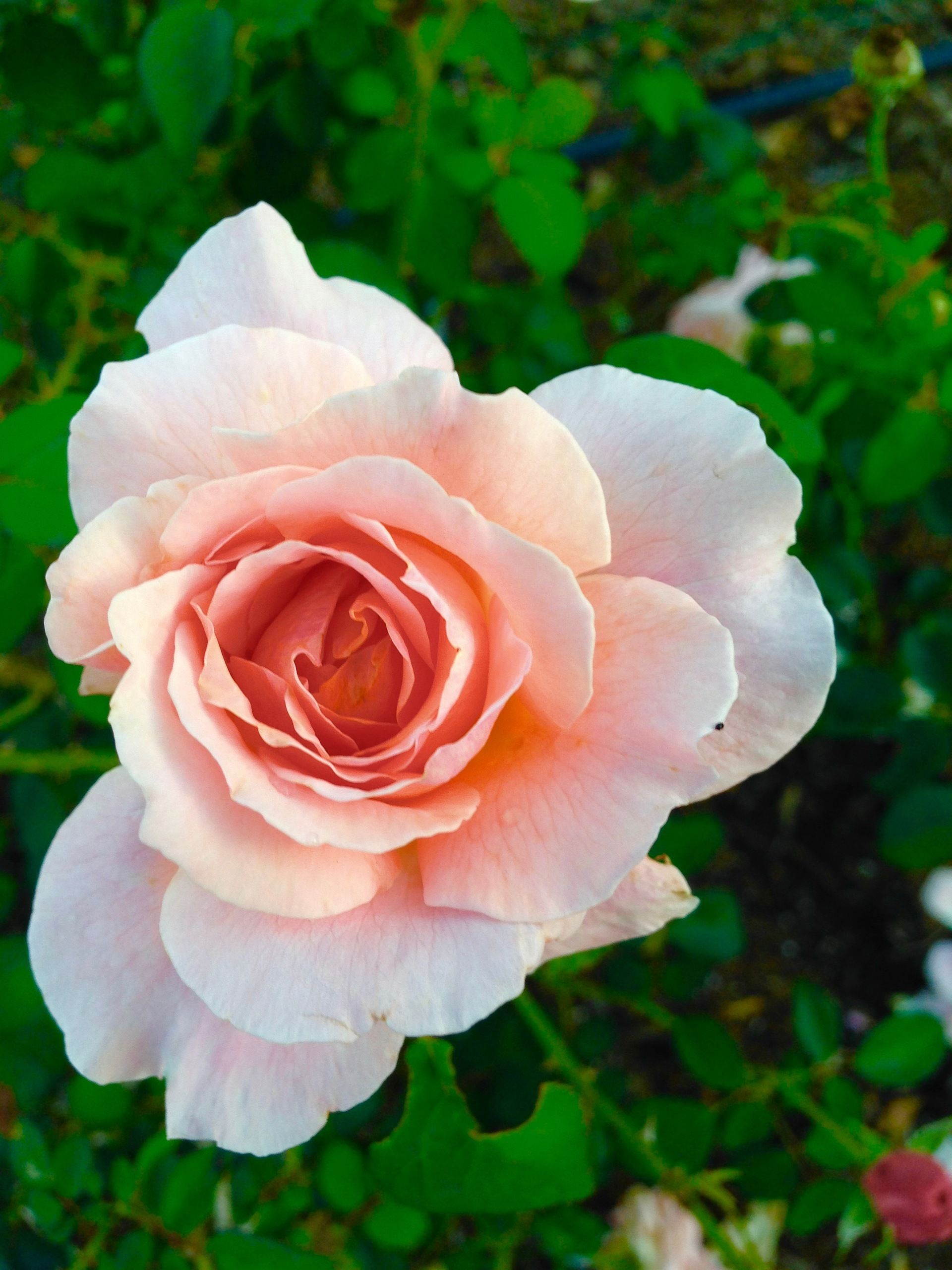 Rose in the Paulette Douglas Peace Gardens