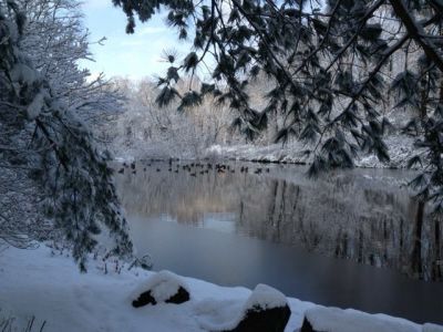Canadian geese on the pond at The Farmhouse