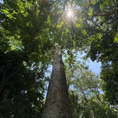 Sun through the trees in the woods