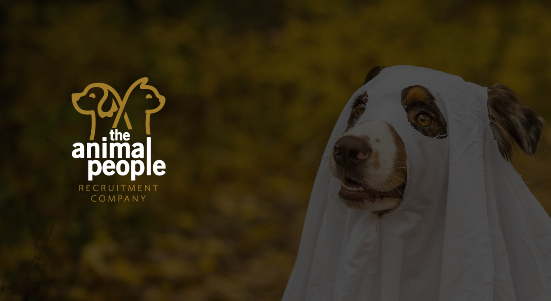 Dog in a ghost costume, promoting 