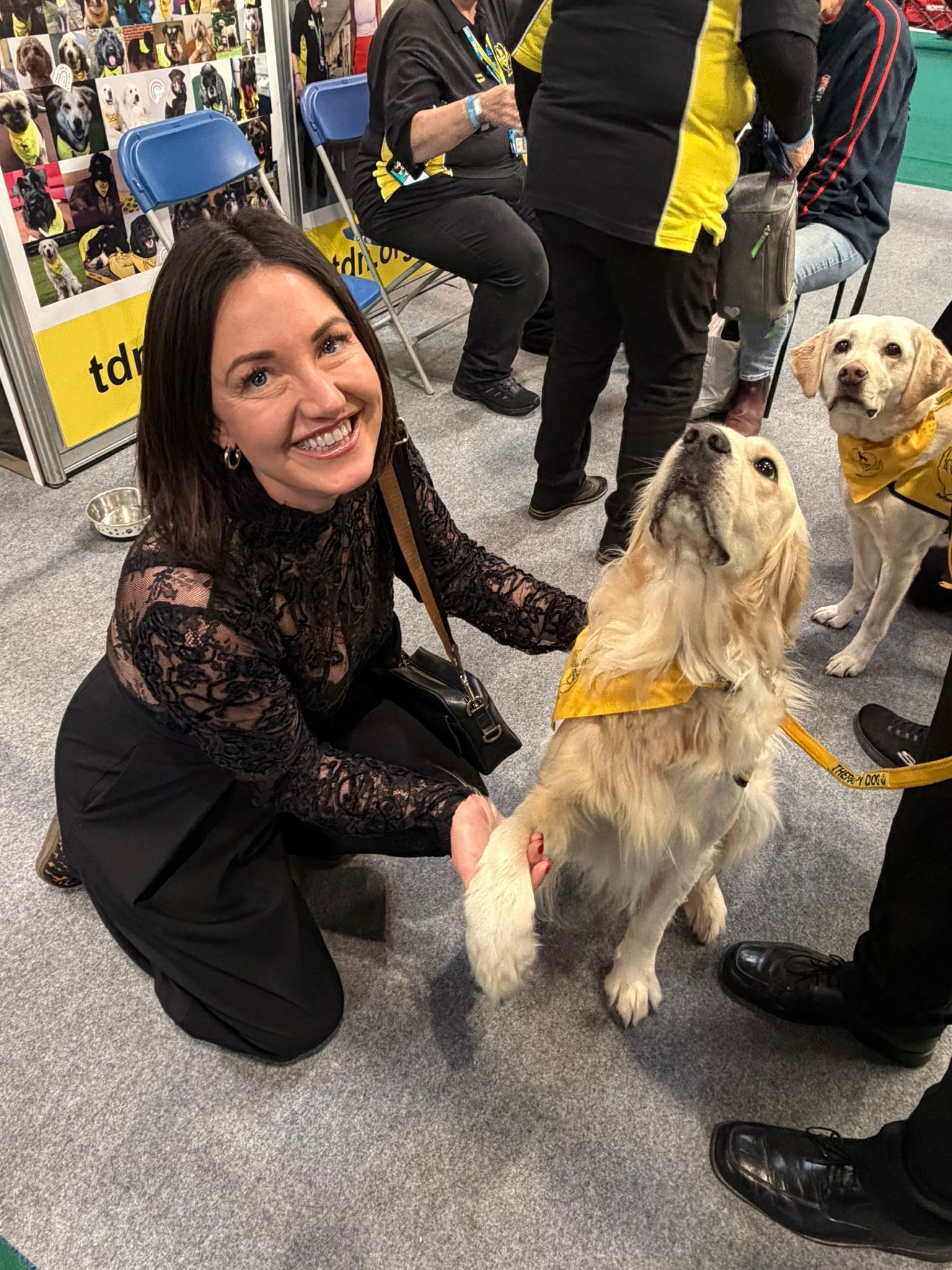 A smiling person kneels to shake hands with a golden dog wearing a yellow bandana, with a second dog nearby indoors.