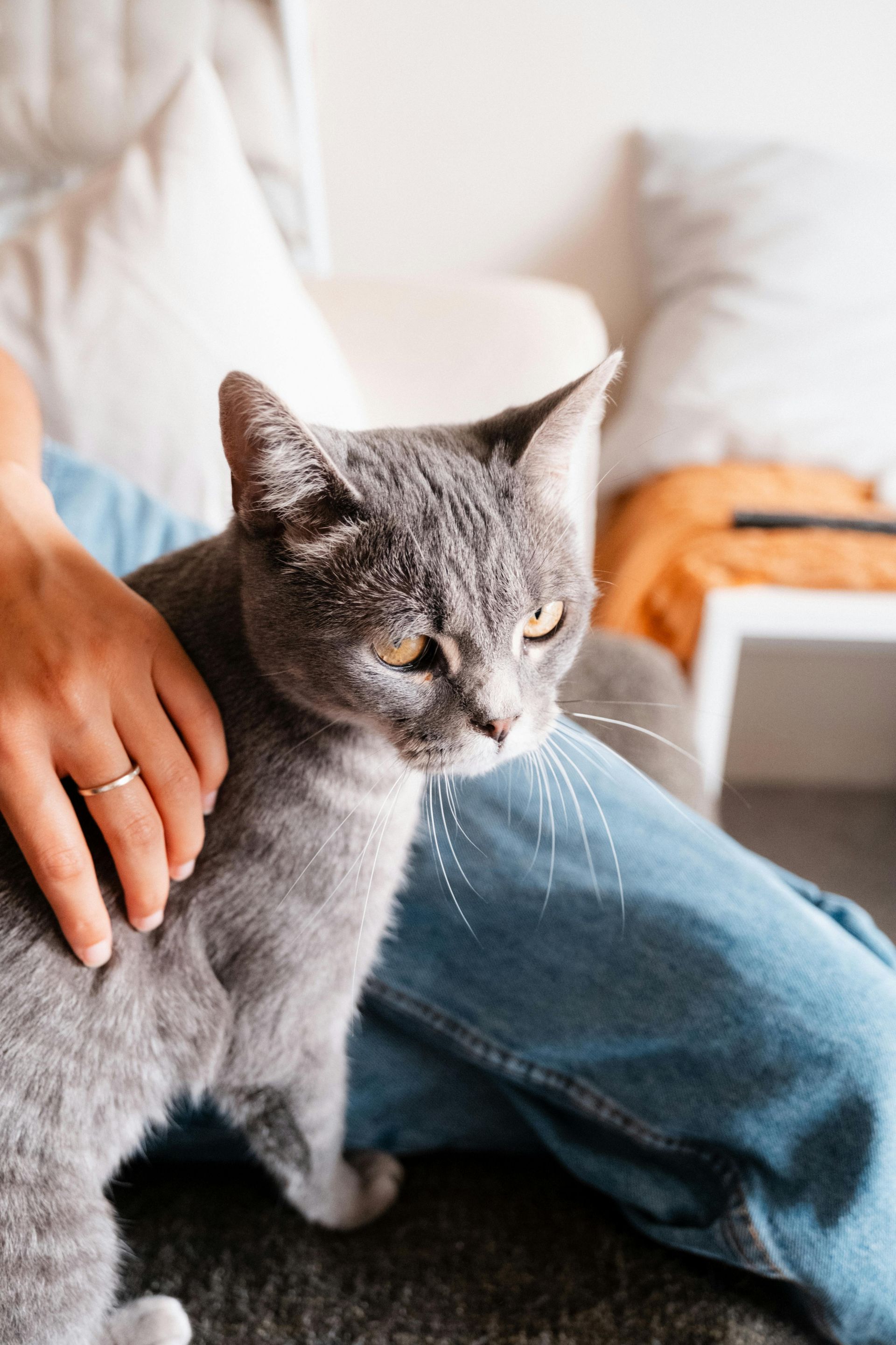 Gray cat sitting on a person’s lap being petted on a couch