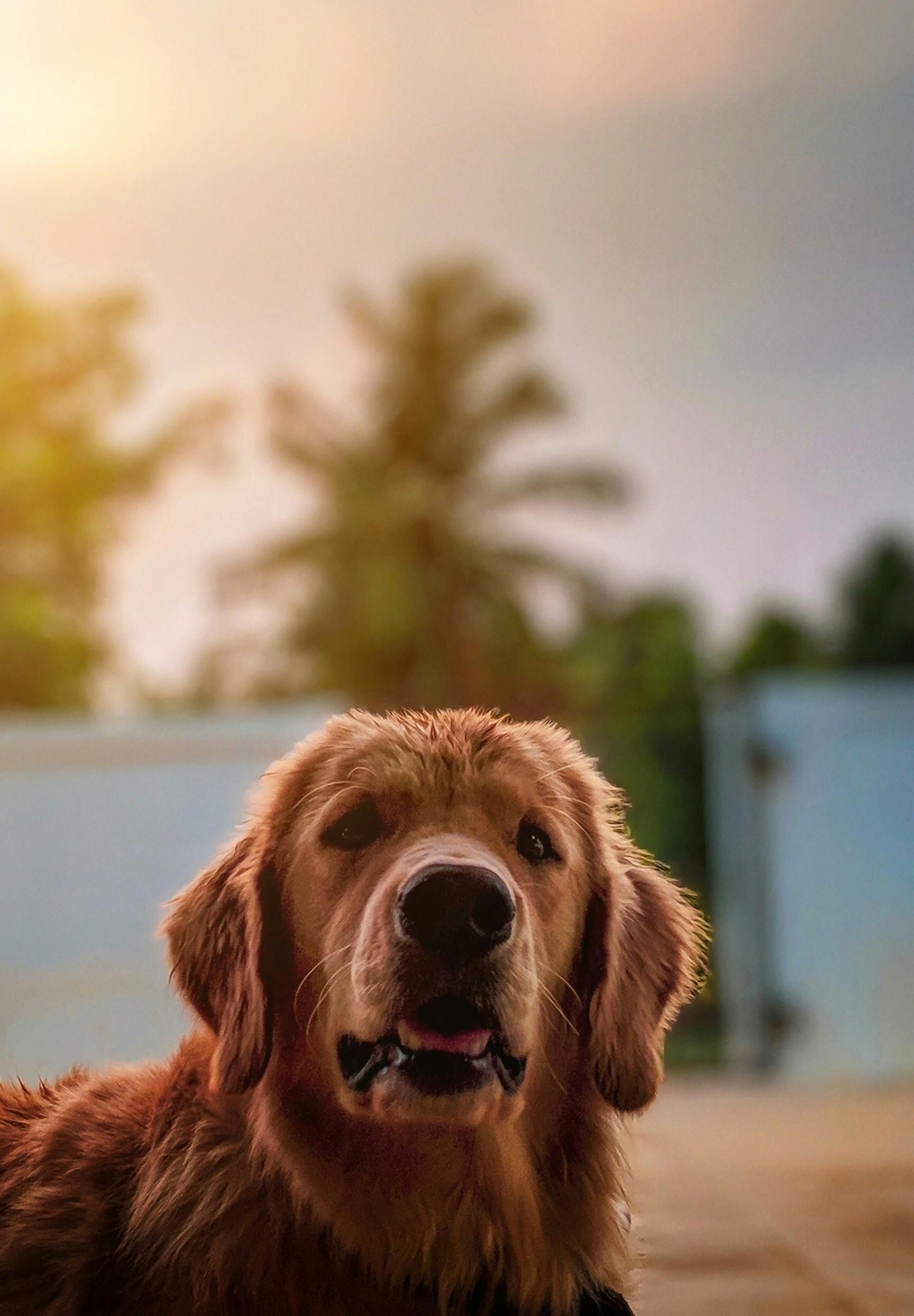 Golden retriever with open mouth in a sunny outdoor yard, palm trees blurred in the background