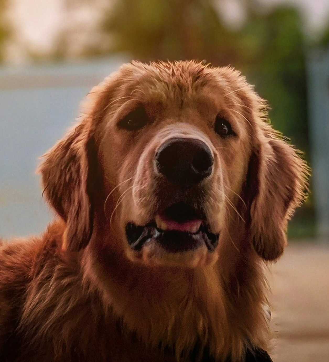 Golden retriever close-up with mouth slightly open, outdoors against a blurred background.