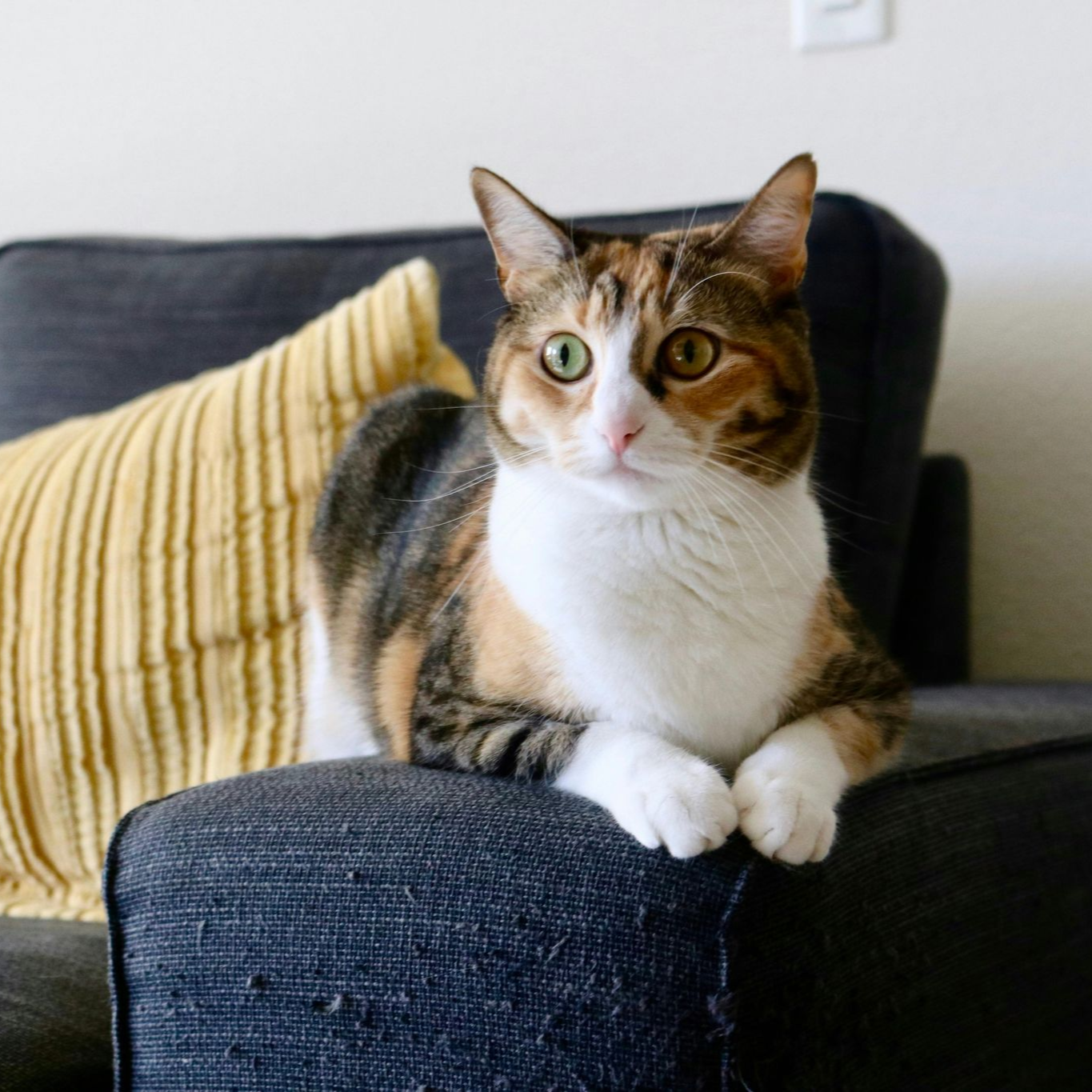 Calico cat sitting on a dark couch beside a striped pillow, looking at the camera.