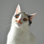 White cat with black patches looking up against a gray background