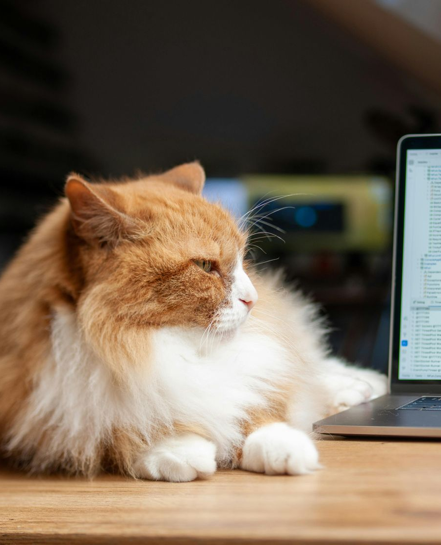 Orange-and-white cat lying on a wooden desk beside a laptop, looking left.