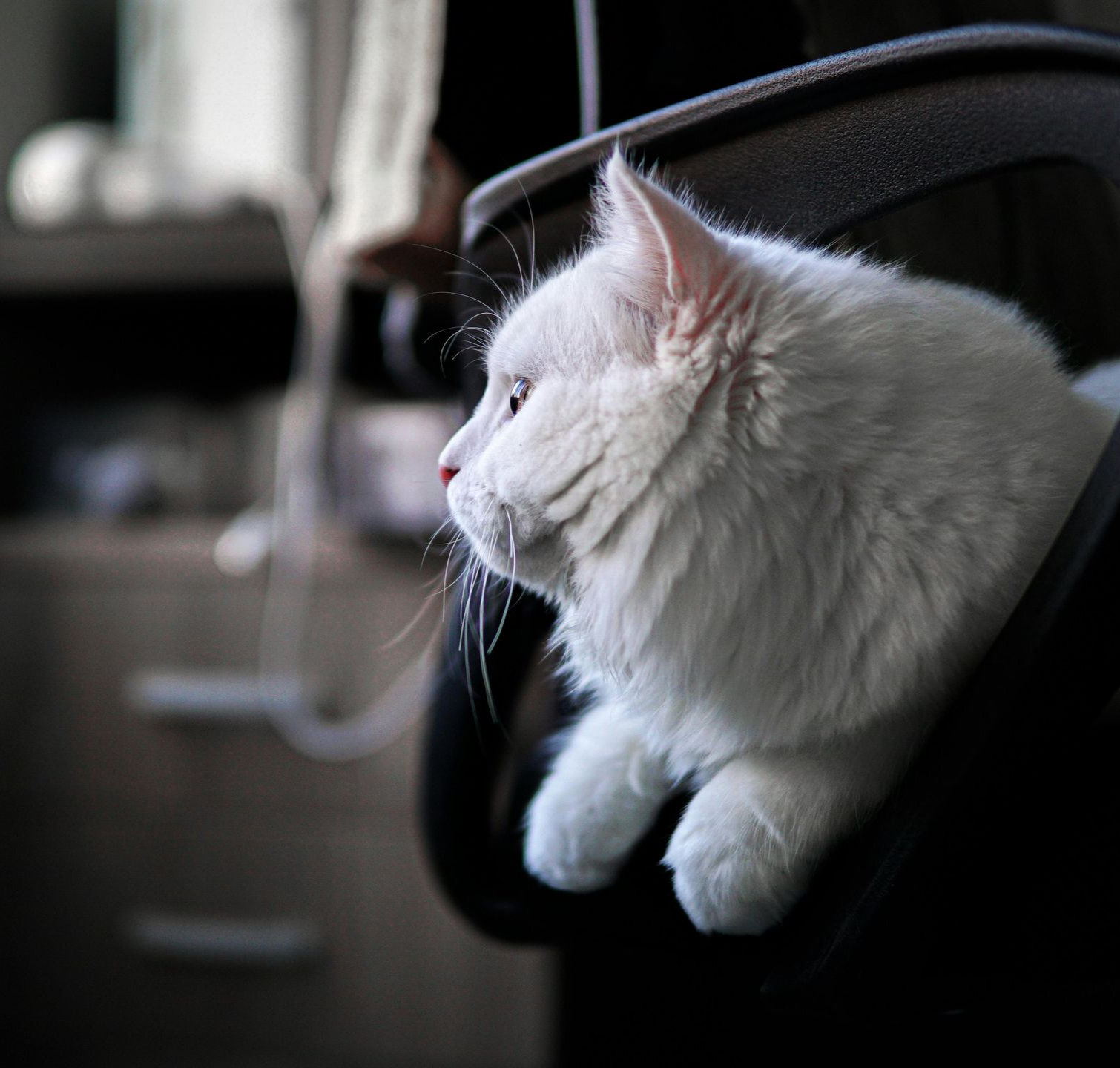 White cat resting on a black chair, looking out a window