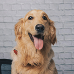 Golden retriever with tongue out, sitting in front of a white brick wall.