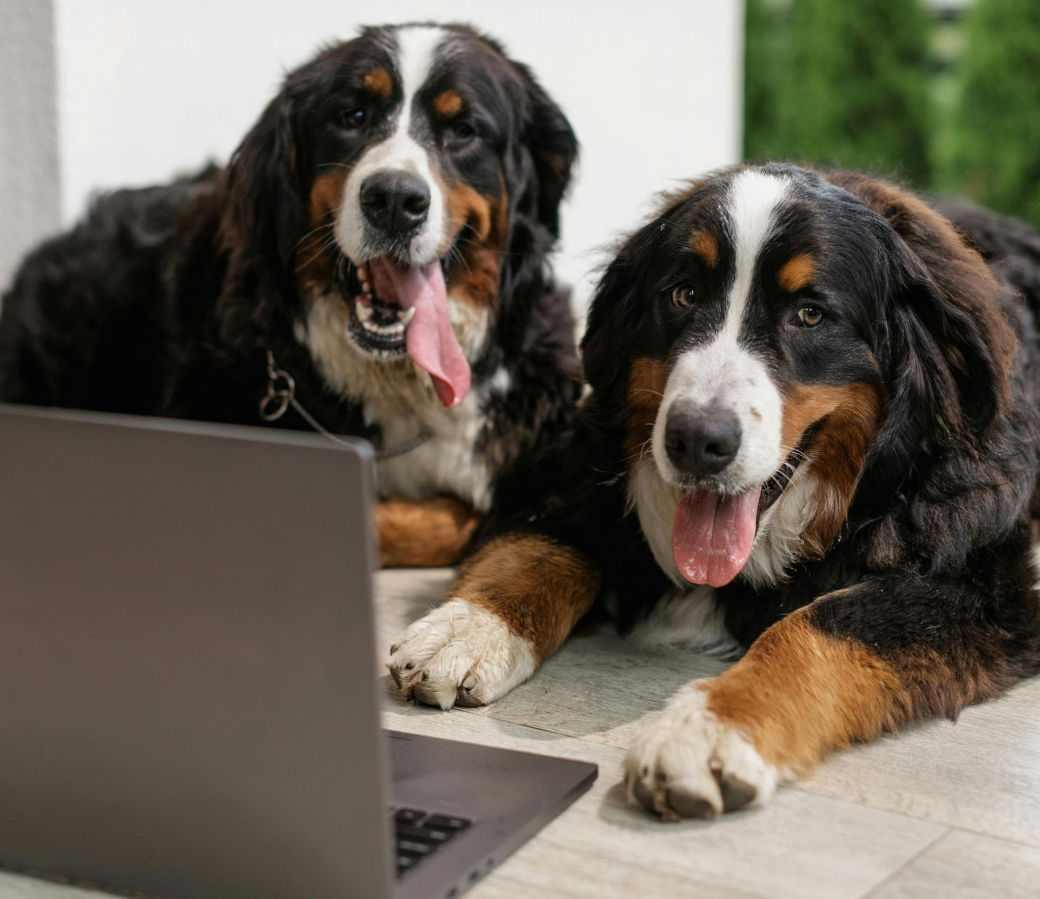 Two Bernese mountain dogs леж on the floor beside a laptop, panting with tongues out.