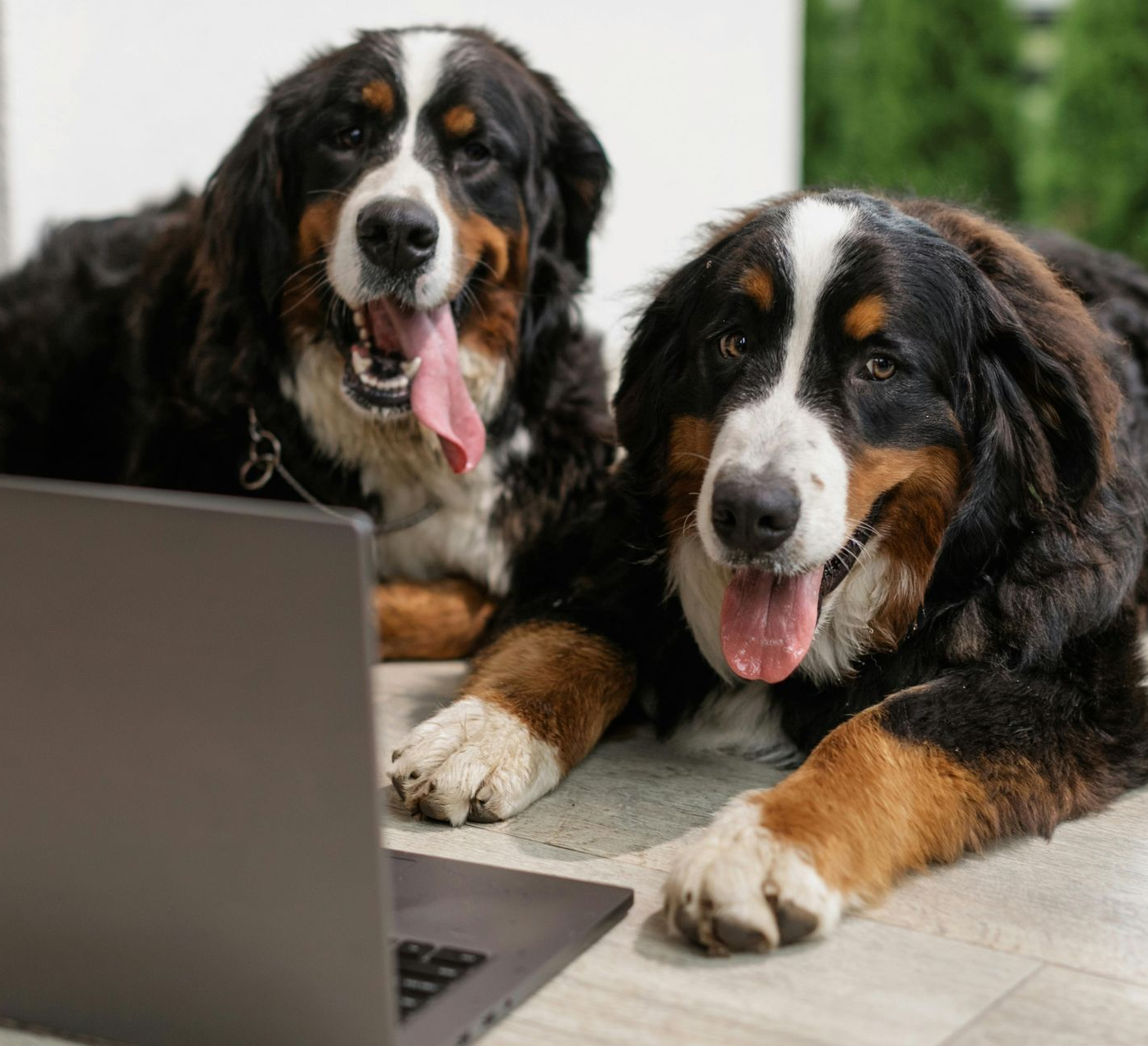 Two Bernese mountain dogs lying beside a laptop, looking at the screen with tongues out