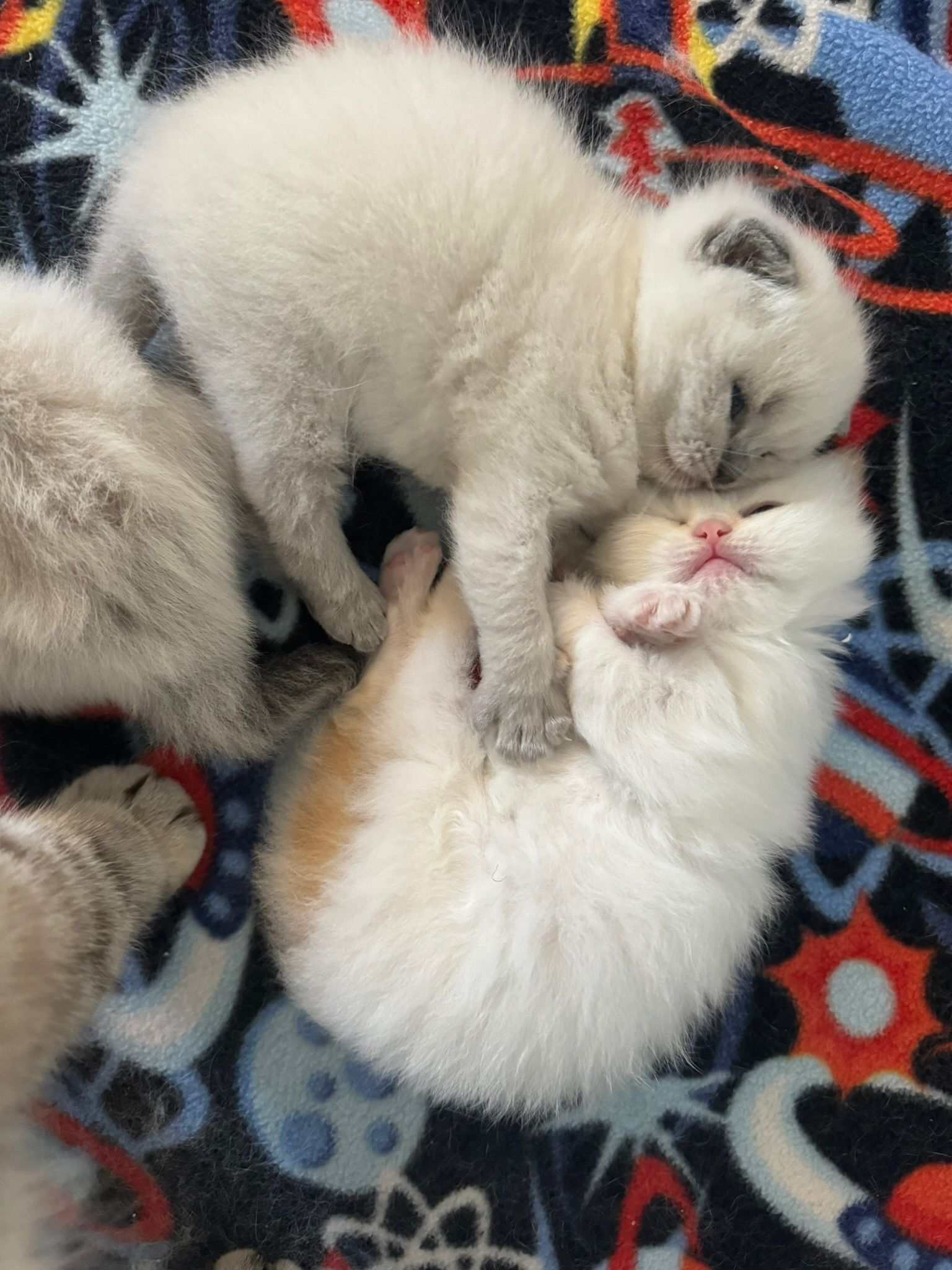 Three white kittens are laying on top of each other on a blanket.
