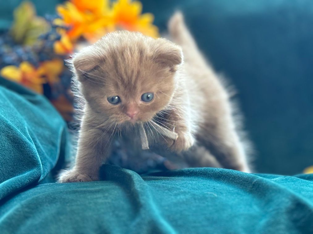 A small kitten is standing on a blue blanket.