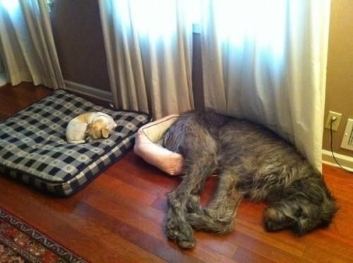 A Dog Is Sleeping On A Dog Bed Next To A Window — Auramist Lodge Dog Boarding & Cattery In Salt Ash, NSW