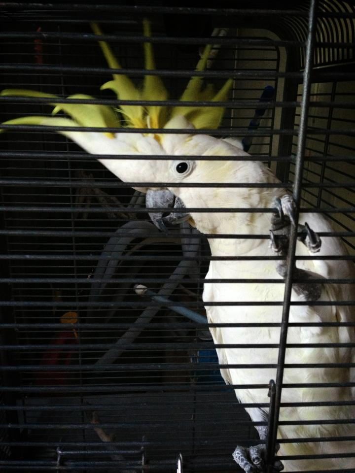 A White Cockatoo With A Yellow Crest Is Sitting In A Cage — Auramist Lodge Dog Boarding & Cattery In Salt Ash, NSW 