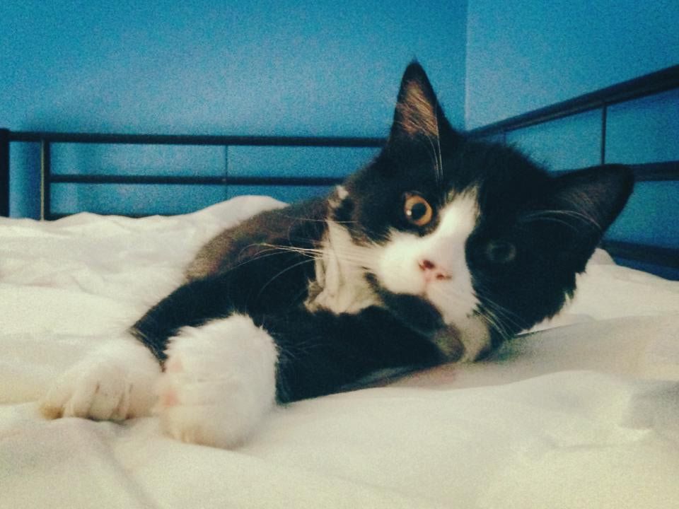 A Black And White Cat Is Laying On A Bed — Auramist Lodge Dog Boarding & Cattery In Salt Ash, NSW