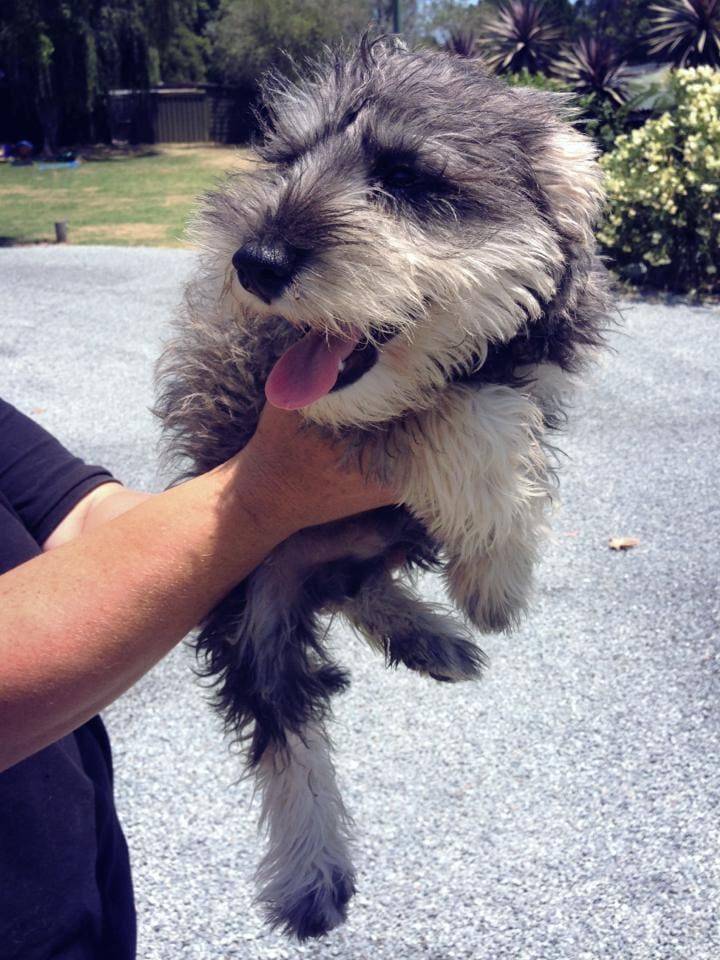 A person is holding a small dog with its tongue out — Auramist Lodge Dog Boarding & Cattery In Salt Ash, NSW 