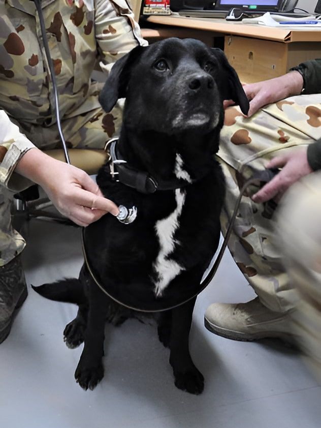 A Black Dog Is Being Examined By A Veterinarian With A Stethoscope — Auramist Lodge Dog Boarding & Cattery In Salt Ash, NSW
