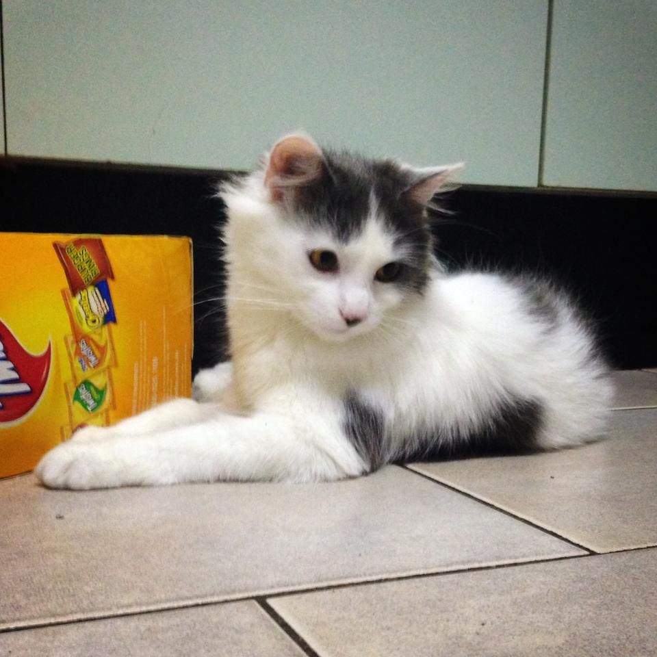 A Black And White Cat Laying On A Tiled Floor — Auramist Lodge Dog Boarding & Cattery In Salt Ash, NSW 