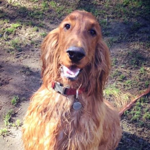 A Cocker Spaniel Wearing A Red Collar  — Auramist Lodge Dog Boarding & Cattery In Salt Ash, NSW 