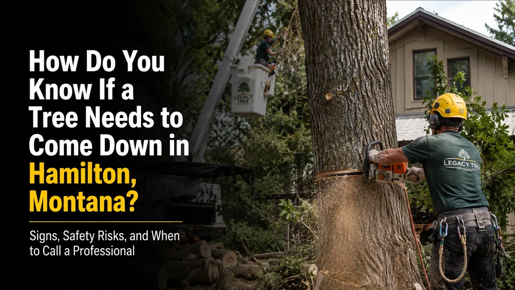 A severely leaning tree with cracked trunk bark after a storm, demonstrating how do you know if a tree needs to come down.
