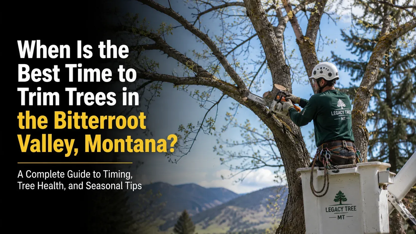 A tree care worker trimming dead and hazardous branches from a tree to show when is the best time to trim trees.