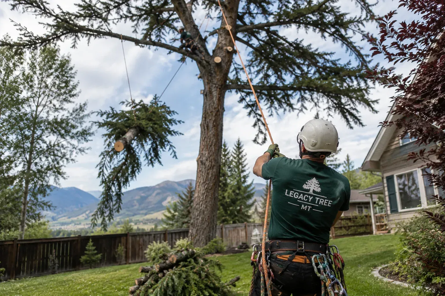 Arborist using safety gear to trim tree branches, showing when is the best time to trim trees.