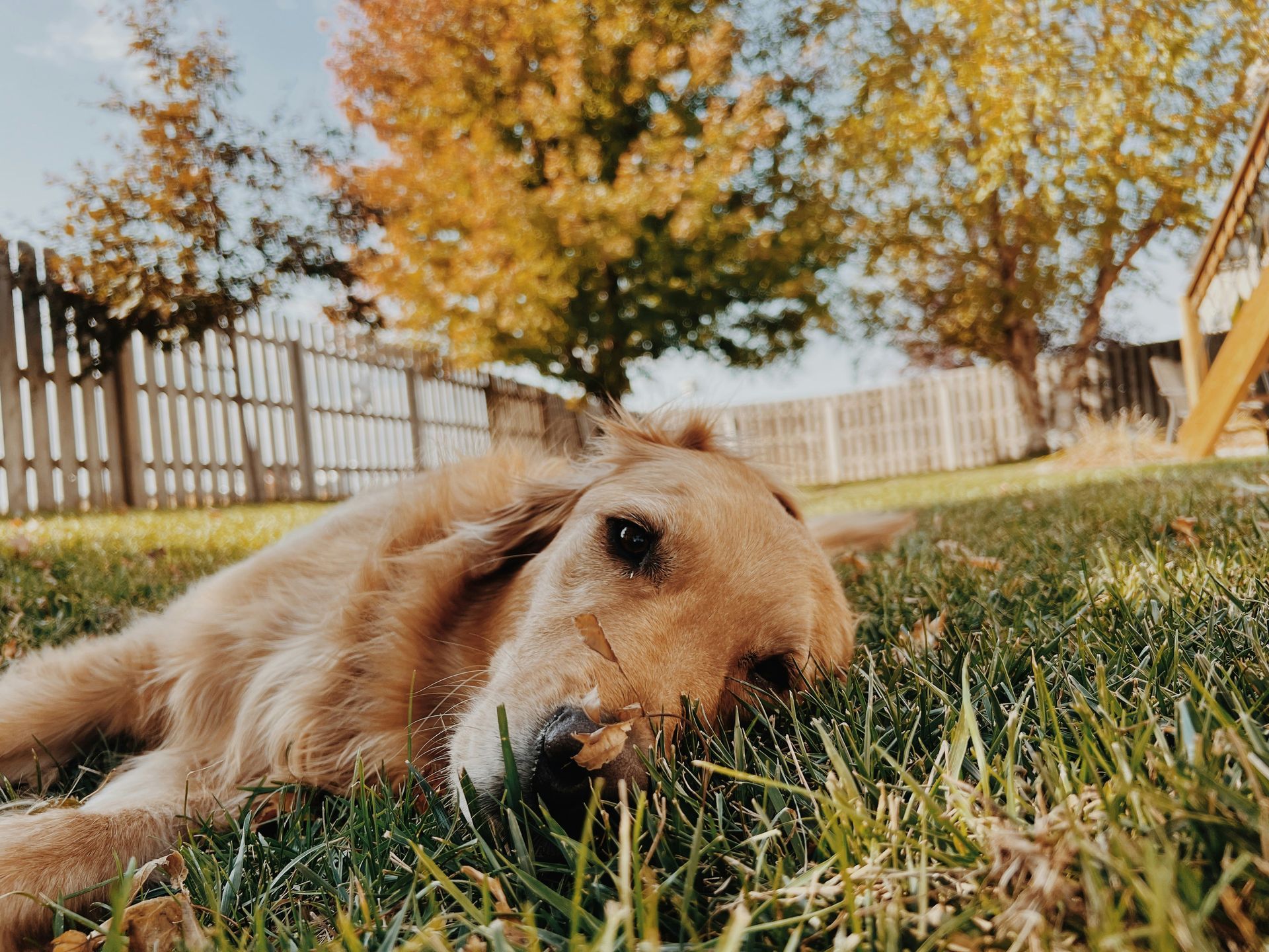 Golden retriever relaxing in a fenced backyard built by A1 Handyman in Garden City, ID. 