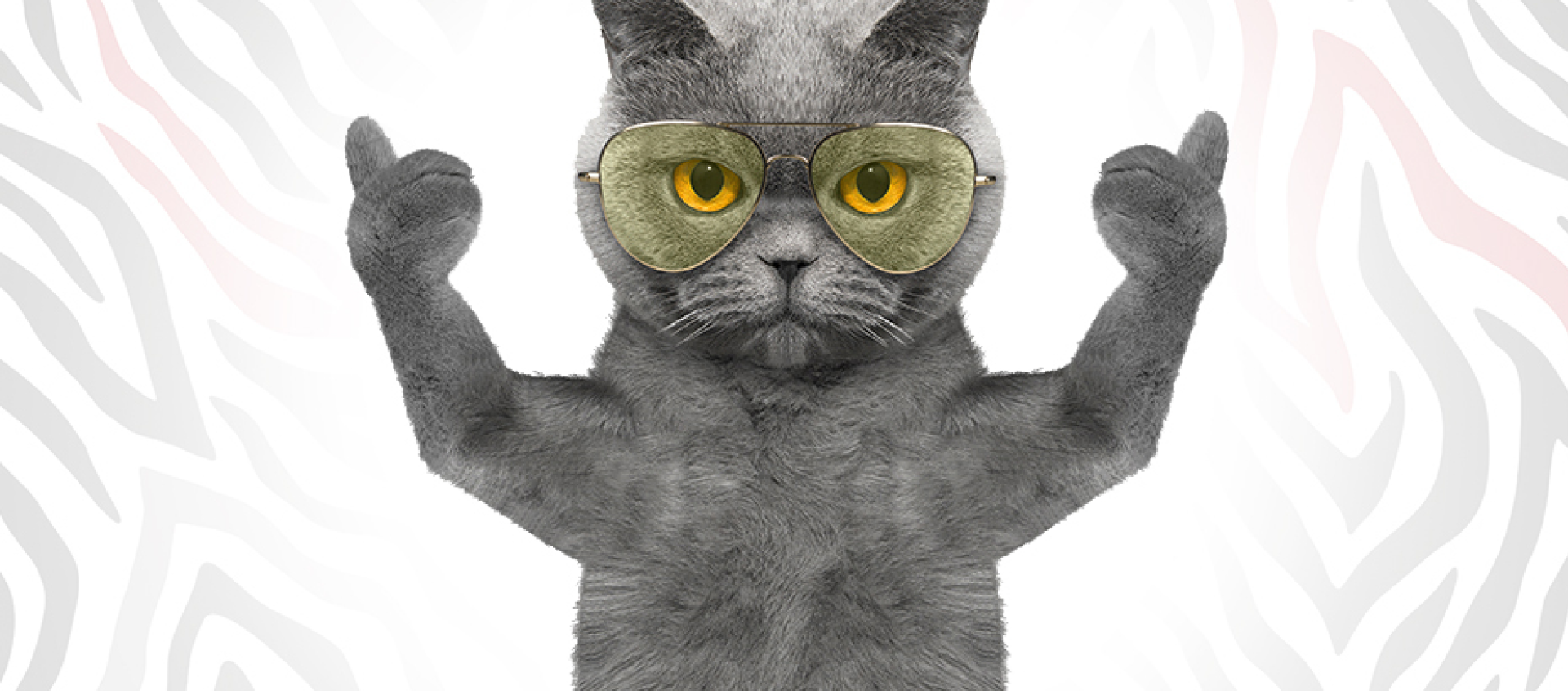A cat wearing sunglasses and giving a thumbs up with its paw.