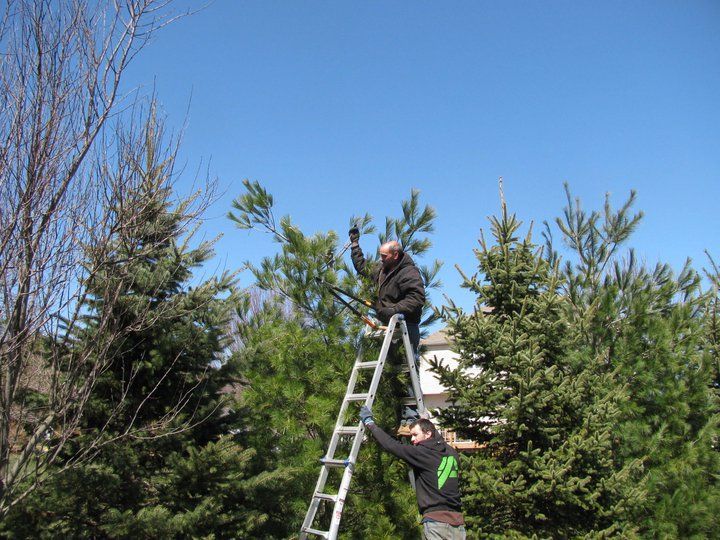 Person trimming a shrub in a sunny suburban front yard with trees and houses nearby
