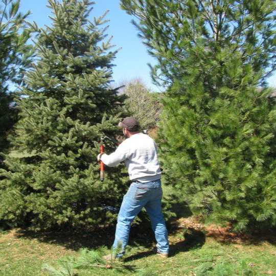 Gardener pruning a shrub beside a flower bed with a shovel and wheelbarrow nearby