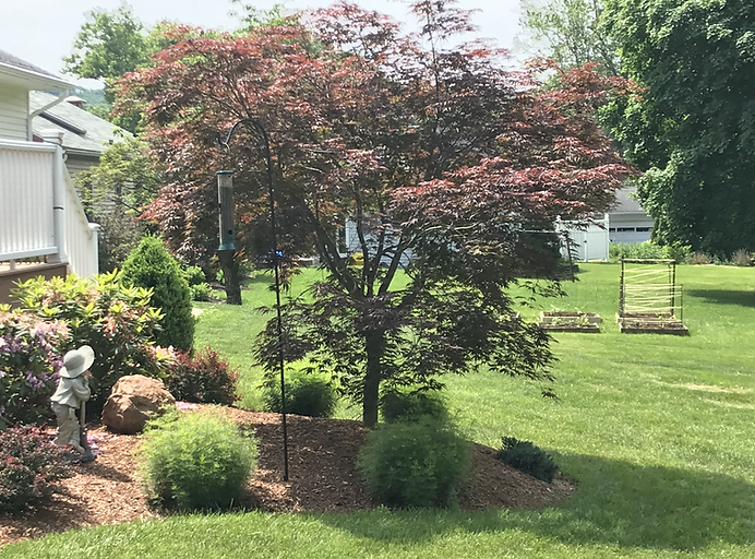 Person studying a large garden plan while standing in a landscaped garden path