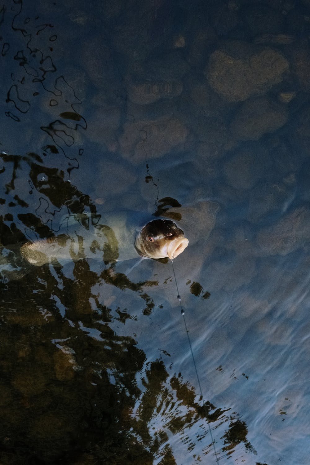 A fish is swimming in a body of water.