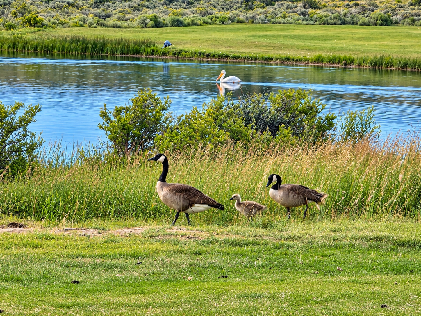 A golf course with a house in the background. Rochelle Ranch Golf Course.