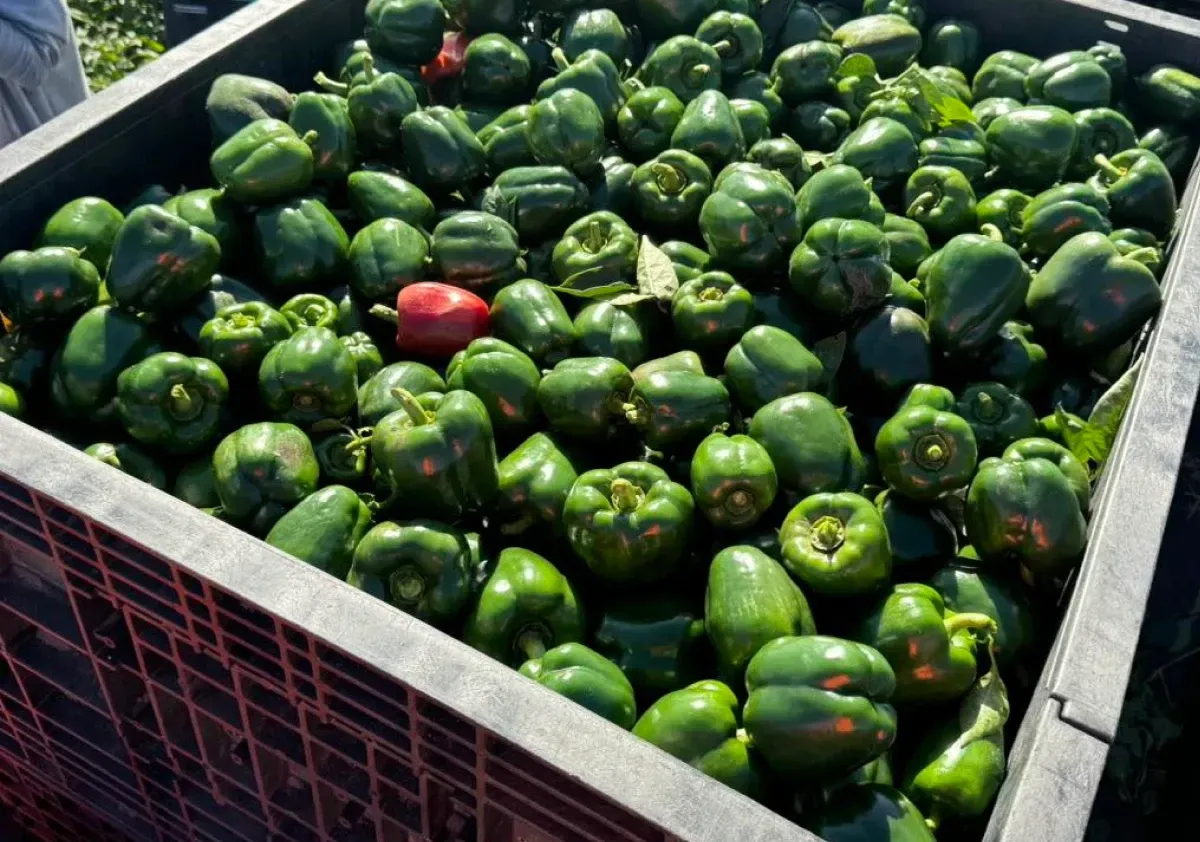 Volunteers in the fields recovering fresh produce.