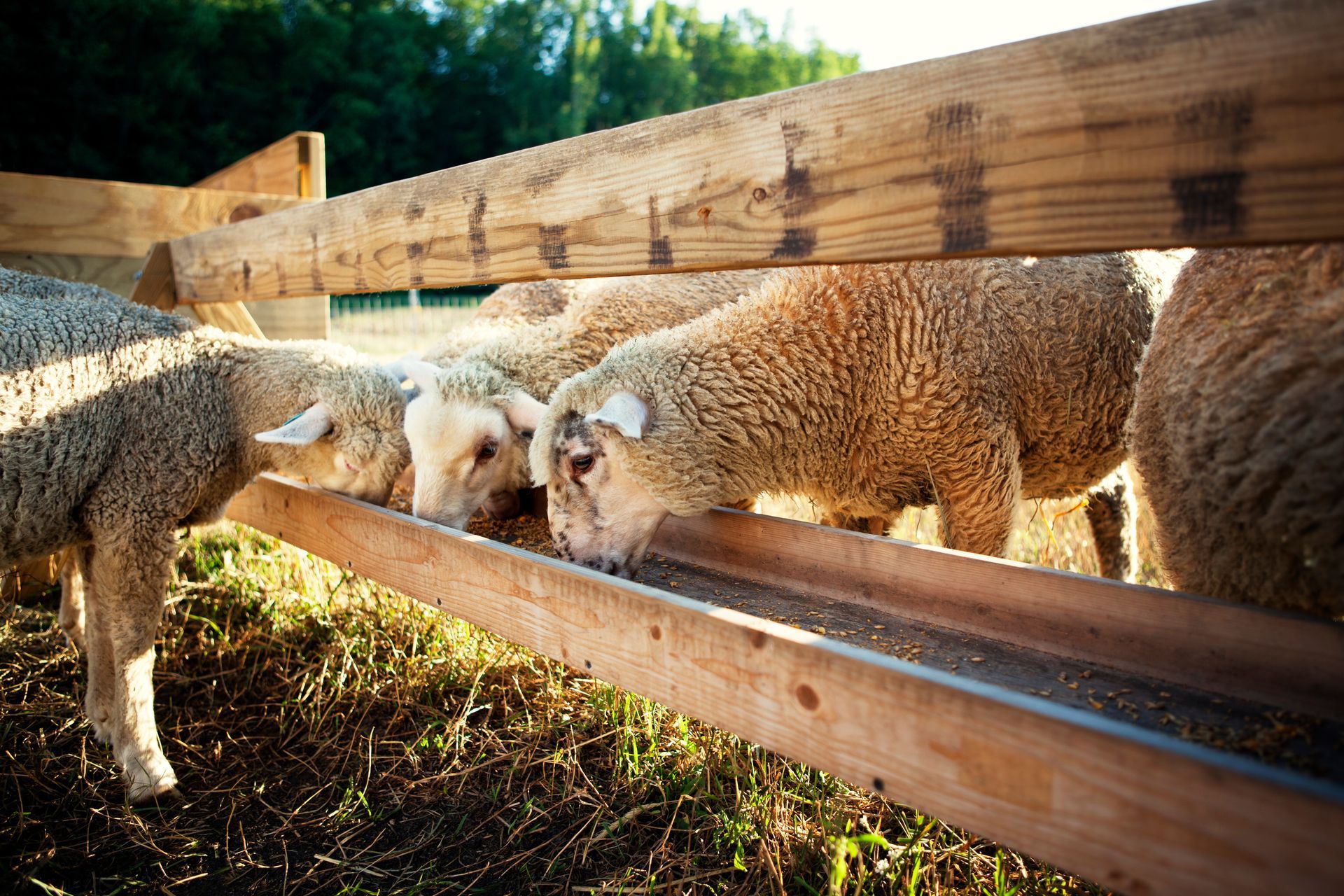 Sheep eating hay through a wooden fence in a sunlit pasture